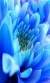 Blue Flower