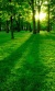 Green Forest Sunset