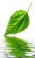 Leaf